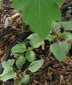 2011 amaranth seedlings